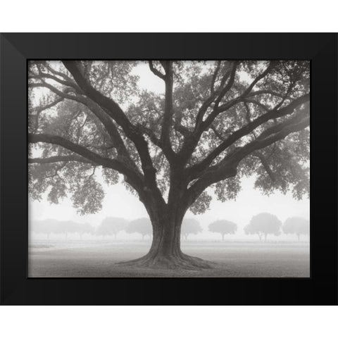 Silhouette Oak Black Modern Wood Framed Art Print by Guion, William