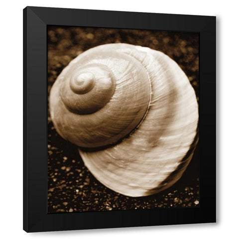 Sea Gallery II Black Modern Wood Framed Art Print with Double Matting by Maihara/Watt, Jeff/Boyce