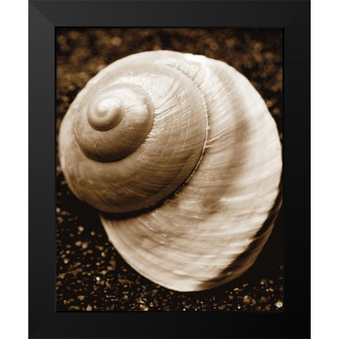 Sea Gallery II Black Modern Wood Framed Art Print by Maihara/Watt, Jeff/Boyce