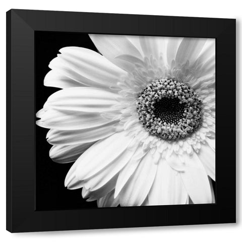 Sunburst I Black Modern Wood Framed Art Print with Double Matting by Maihara/Watt, Jeff/Boyce