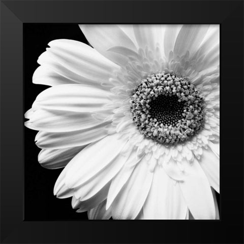 Sunburst I Black Modern Wood Framed Art Print by Maihara/Watt, Jeff/Boyce