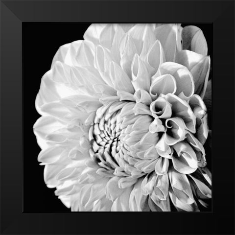 Sunburst II Black Modern Wood Framed Art Print by Maihara/Watt, Jeff/Boyce