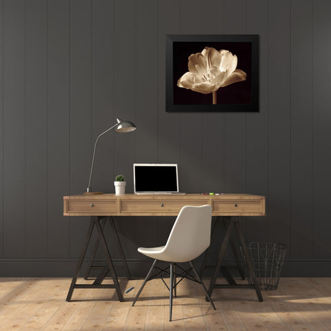 Champagne Tulip III Black Modern Wood Framed Art Print by Britt, Charles