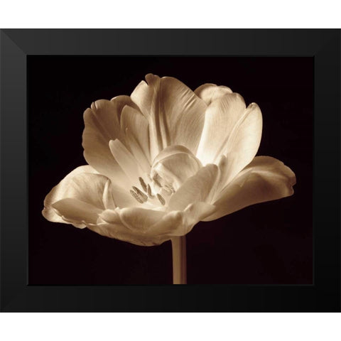 Champagne Tulip III Black Modern Wood Framed Art Print by Britt, Charles