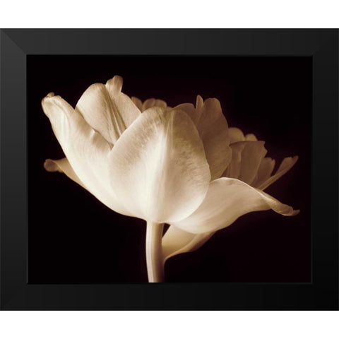 Champagne Tulip IV Black Modern Wood Framed Art Print by Britt, Charles