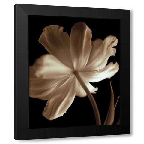 Champagne Tulip II Black Modern Wood Framed Art Print by Britt, Charles