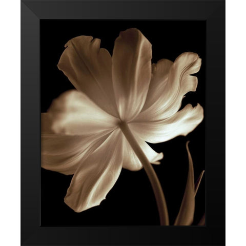 Champagne Tulip II Black Modern Wood Framed Art Print by Britt, Charles