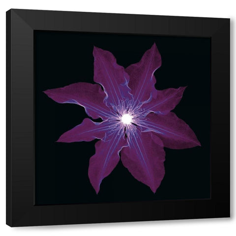 Clematis Black Modern Wood Framed Art Print by Wehtje, Jim