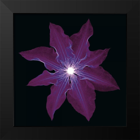 Clematis Black Modern Wood Framed Art Print by Wehtje, Jim