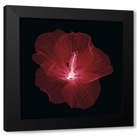 Hibiscus Black Modern Wood Framed Art Print with Double Matting by Wehtje, Jim
