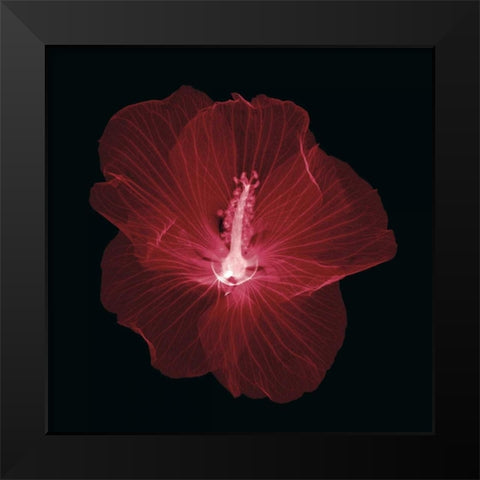 Hibiscus Black Modern Wood Framed Art Print by Wehtje, Jim