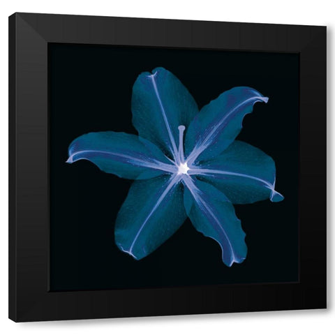 Lily Black Modern Wood Framed Art Print with Double Matting by Wehtje, Jim