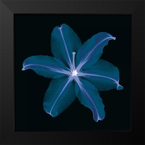 Lily Black Modern Wood Framed Art Print by Wehtje, Jim