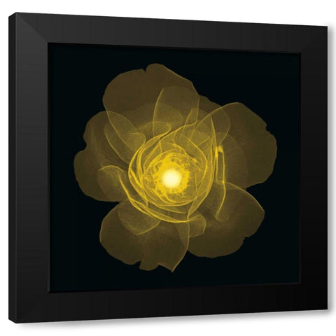 Rose Black Modern Wood Framed Art Print by Wehtje, Jim
