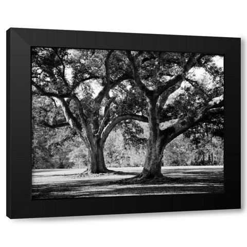 Oak Grove I Black Modern Wood Framed Art Print with Double Matting by Maihara/Watt, Jeff/Boyce