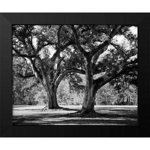 Oak Grove I Black Modern Wood Framed Art Print by Maihara/Watt, Jeff/Boyce