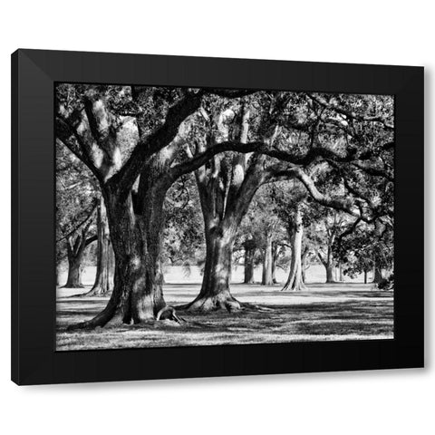 Oak Grove II Black Modern Wood Framed Art Print with Double Matting by Maihara/Watt, Jeff/Boyce