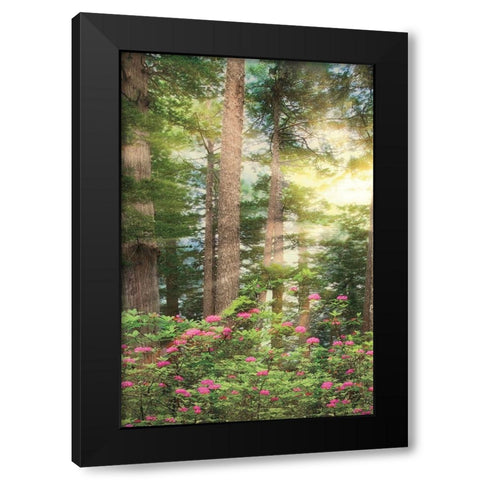 Rise n Shine II Black Modern Wood Framed Art Print with Double Matting by Frates, Dennis