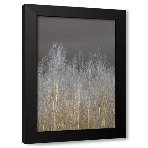 Silver Forest II Black Modern Wood Framed Art Print by Frank, Assaf