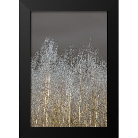 Silver Forest II Black Modern Wood Framed Art Print by Frank, Assaf