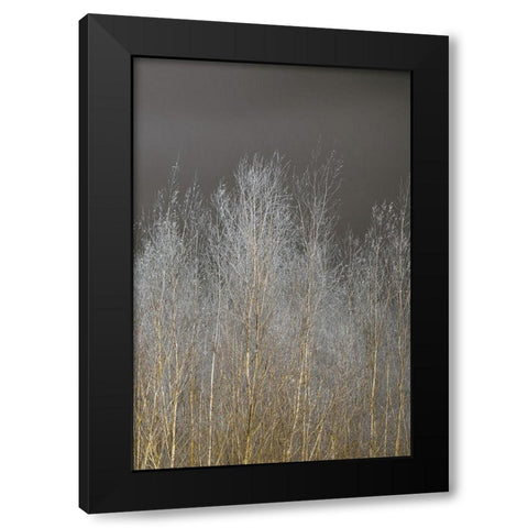Silver Forest III Black Modern Wood Framed Art Print with Double Matting by Frank, Assaf