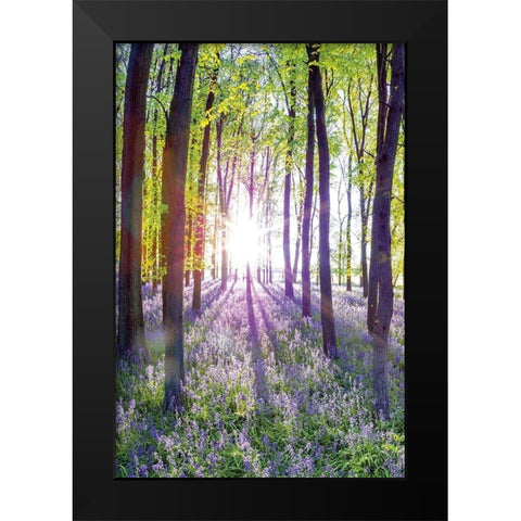 Bluebells and Sunrise I Black Modern Wood Framed Art Print by Frank, Assaf