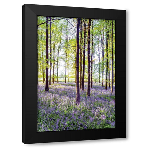 Bluebells and Sunrise II Black Modern Wood Framed Art Print with Double Matting by Frank, Assaf