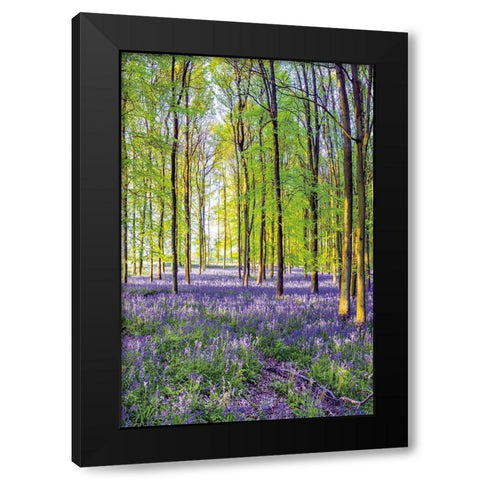 Bluebells and Sunrise III Black Modern Wood Framed Art Print by Frank, Assaf
