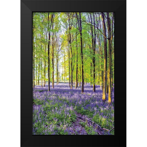 Bluebells and Sunrise III Black Modern Wood Framed Art Print by Frank, Assaf