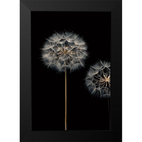 Make A Wish I Black Modern Wood Framed Art Print by Frank, Assaf