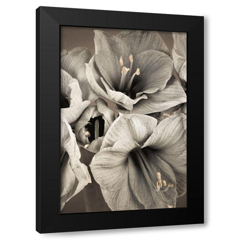 Grand Floral II Black Modern Wood Framed Art Print with Double Matting by Frank, Assaf