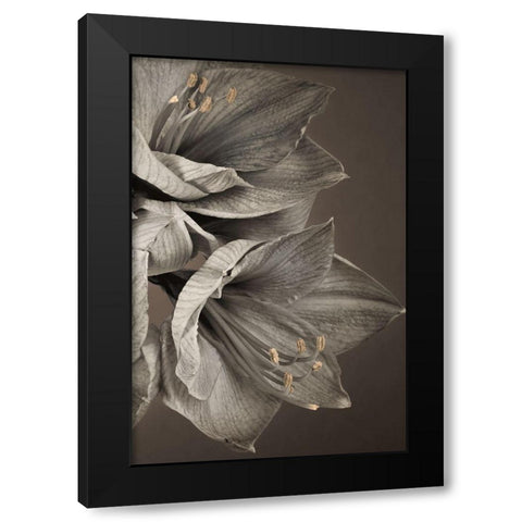 Grand Floral III Black Modern Wood Framed Art Print with Double Matting by Frank, Assaf