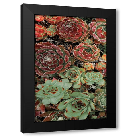 Succulent Collection I Black Modern Wood Framed Art Print by Frates, Dennis
