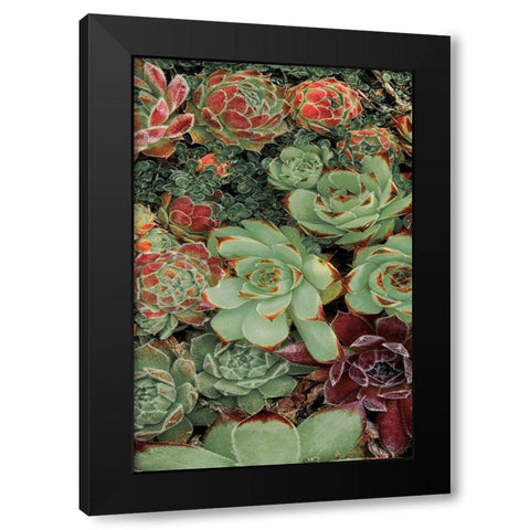 Succulent Collection II Black Modern Wood Framed Art Print with Double Matting by Frates, Dennis