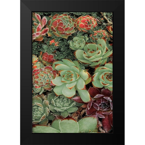 Succulent Collection II Black Modern Wood Framed Art Print by Frates, Dennis