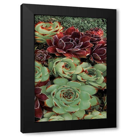 Succulent Collection III Black Modern Wood Framed Art Print by Frates, Dennis