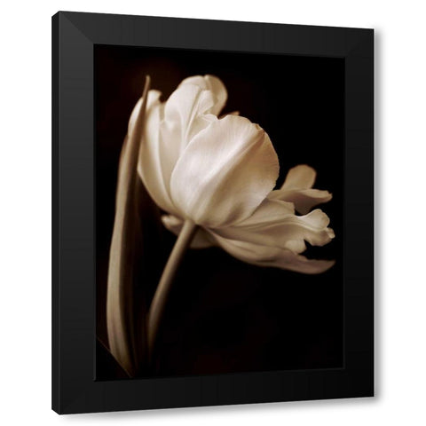 Champagne Tulip I Black Modern Wood Framed Art Print by Britt, Charles
