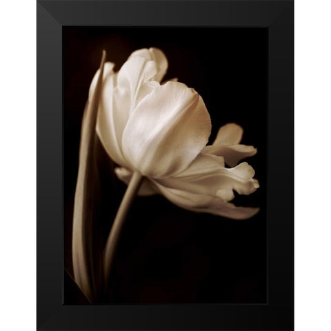 Champagne Tulip I Black Modern Wood Framed Art Print by Britt, Charles