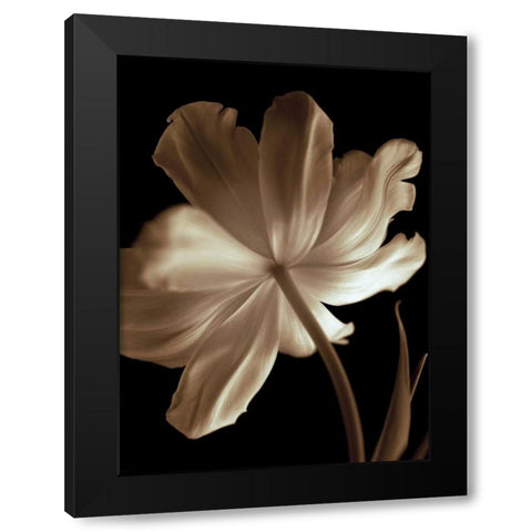 Champagne Tulip II Black Modern Wood Framed Art Print by Britt, Charles