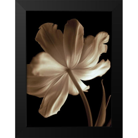 Champagne Tulip II Black Modern Wood Framed Art Print by Britt, Charles