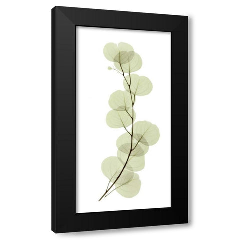 Eucalyptus Black Modern Wood Framed Art Print by ACEE