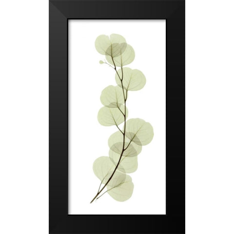 Eucalyptus Black Modern Wood Framed Art Print by ACEE