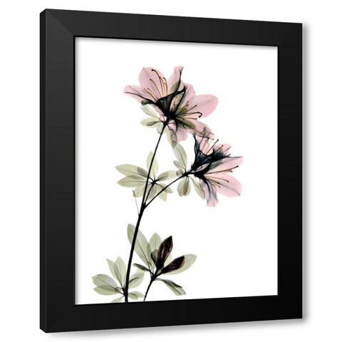 Azalea Black Modern Wood Framed Art Print with Double Matting by ACEE