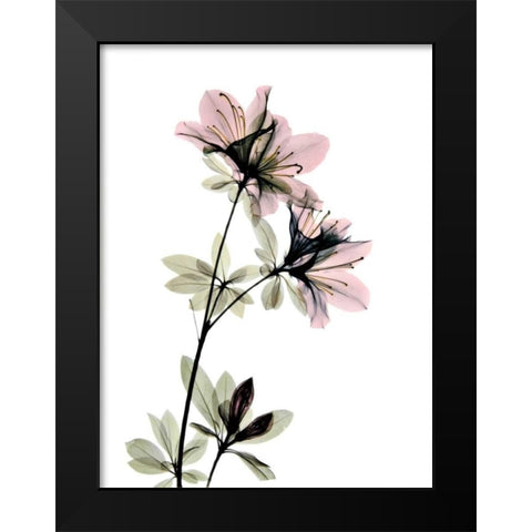 Azalea Black Modern Wood Framed Art Print by ACEE