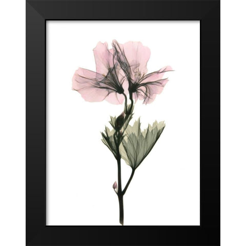 Geranium Black Modern Wood Framed Art Print by ACEE