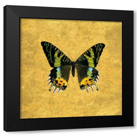 Butterfly on Gold Black Modern Wood Framed Art Print by Charlotte, Joanna