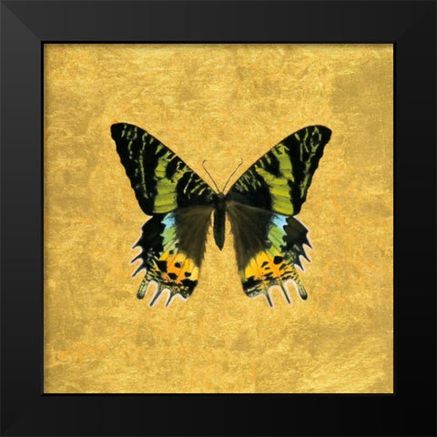 Butterfly on Gold Black Modern Wood Framed Art Print by Charlotte, Joanna