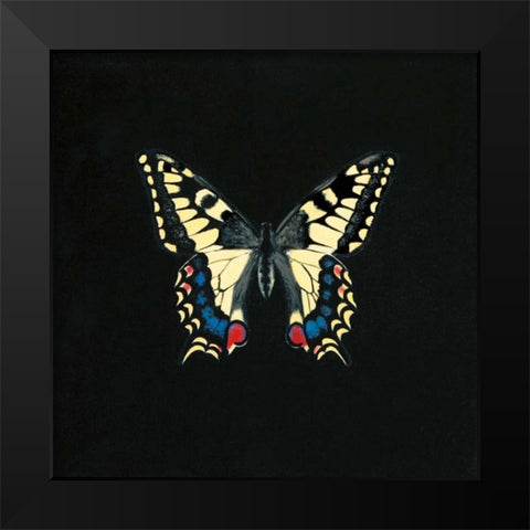 Butterfly on Black Black Modern Wood Framed Art Print by Charlotte, Joanna