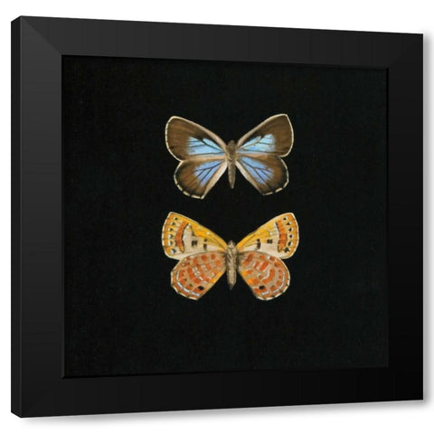 Pair of Butterflies on Black Black Modern Wood Framed Art Print by Charlotte, Joanna