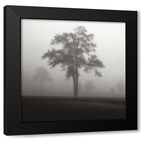 Fog Tree Study I Black Modern Wood Framed Art Print with Double Matting by Cook, Jamie